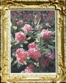 Rhododendrons in the Summer 2