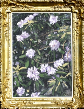 Rhododendrons in the Summer