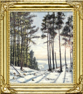 Tall Pines in Perthshire